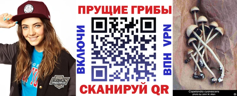Псилоцибиновые грибы Psilocybe  Оренбург 